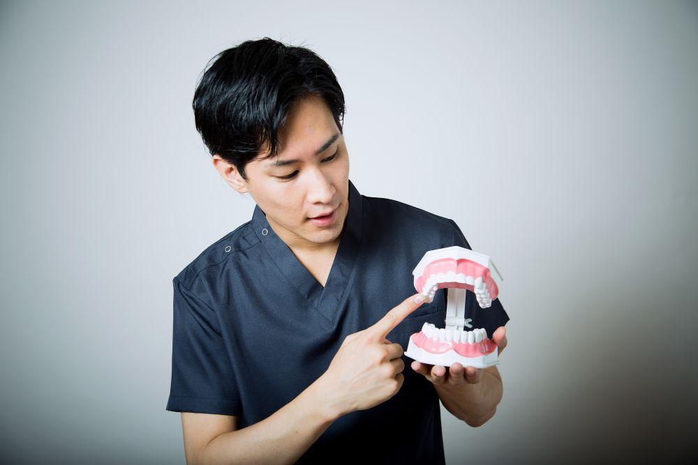 歯の模型を使って説明する医師